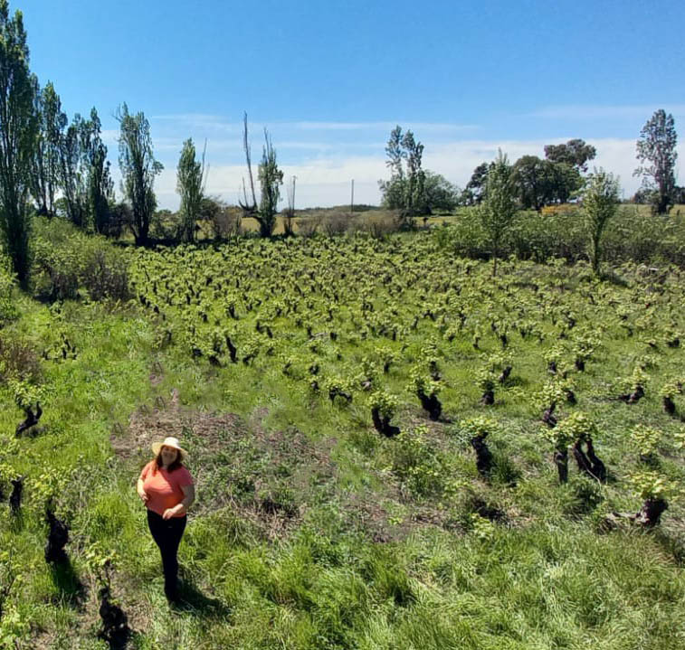 Nuestra_Historia_VinoRegenerativo